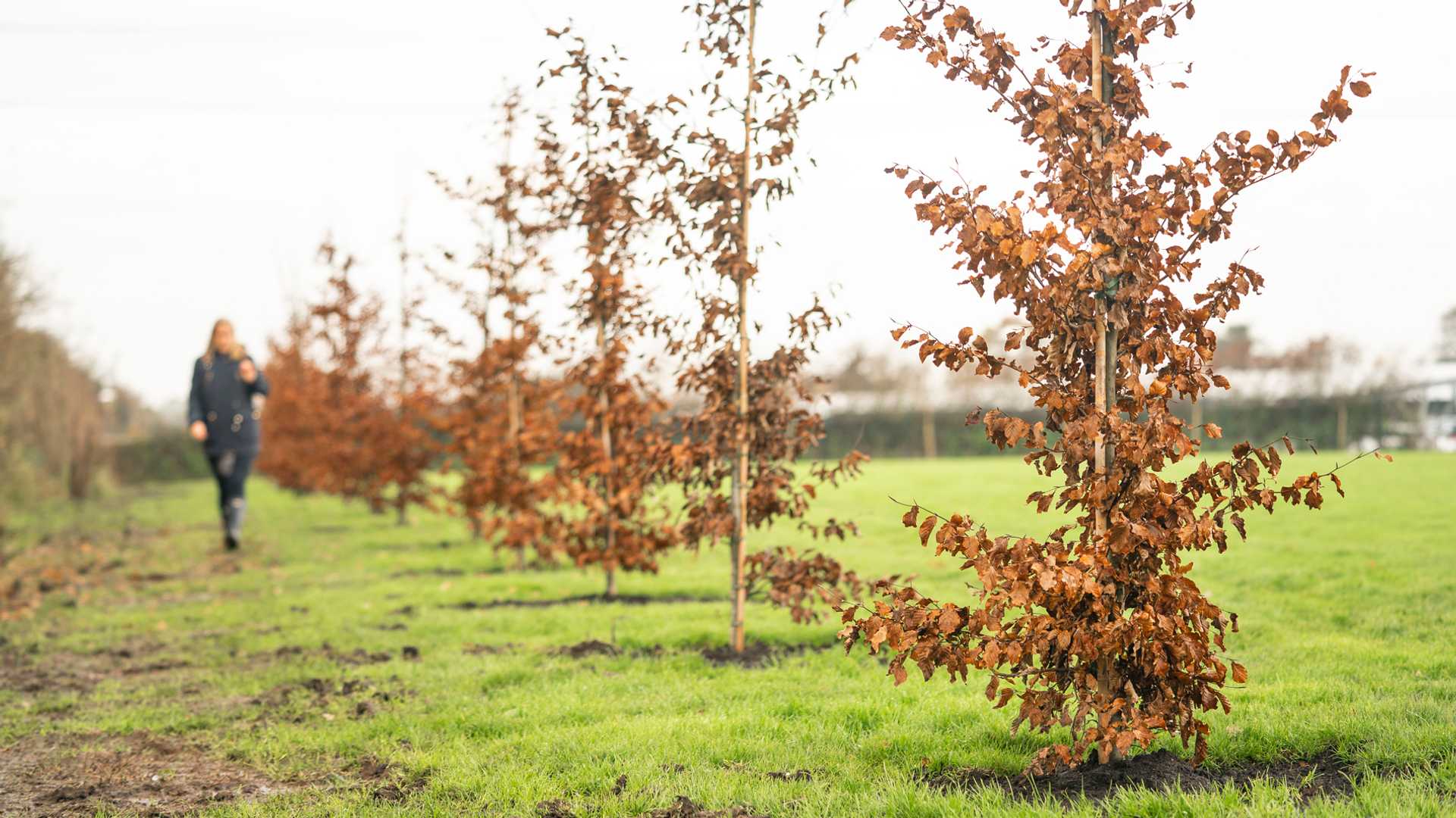 Bentley-Plants-100-Trees-2