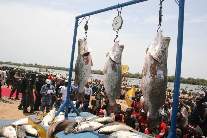 Argungu fishing festival