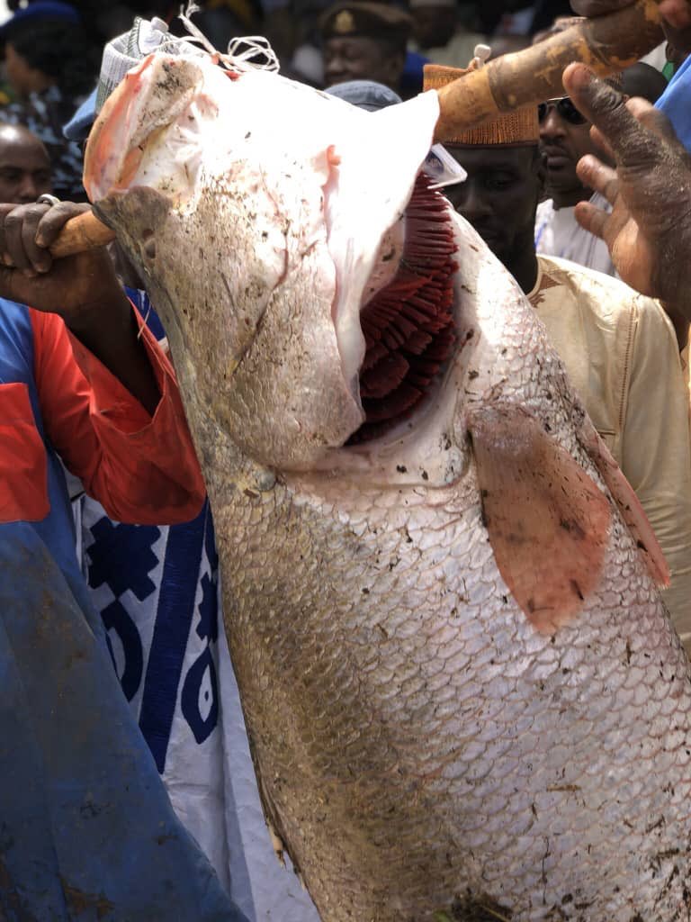 Argungu fishing festival