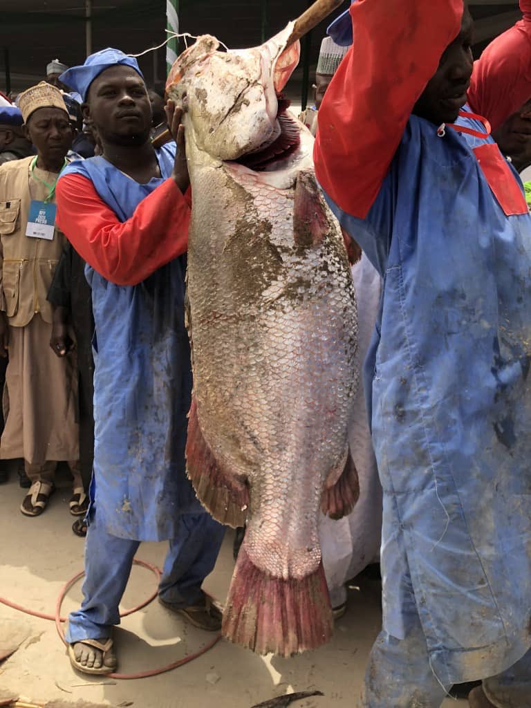 Argungu fishing festival