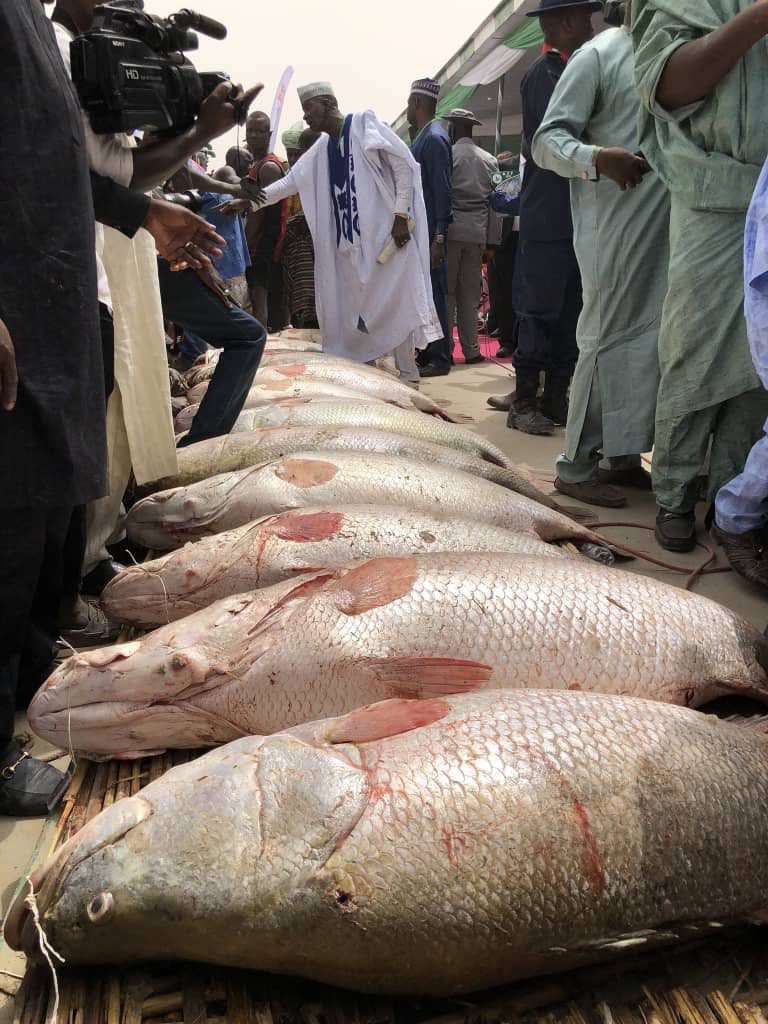 Argungu fishing festival